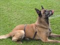 K-9 Cops (Part 4)