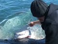 Shark Hugging FRENZY 03