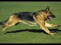 Exercise-The German Shepherd Dog