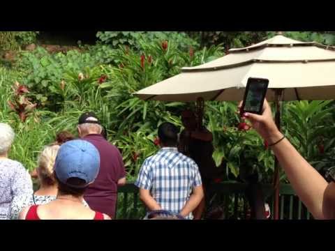 Hawaii - April 21, 2013. A brief history of the Fern Grotto where people in love all over the world get married.