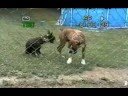 true meaning of doggy-style
