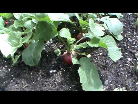 how to harvest radishes