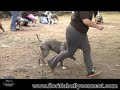 Best Blue @ American PitBull & Bully Club Show - Dec. 5