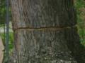 Man Pinned, Killed From Falling Tree Branch