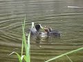 Coot (Fulica Atra) Folaga con due piccoli Coot (Fulica Atra) Folaga con due piccoli