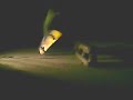 Kick Flip Nose Slide