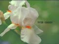 EVER GREEN