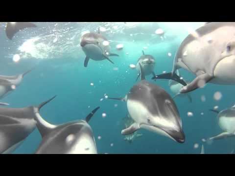 Amazing Dolphins Video