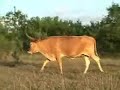 Awesome Viagra heifer calves