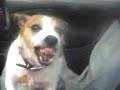 Devil Dog Car Alarm