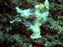 Diving Lembeh Straits with TwoFish Divers