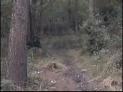 Mountain biking, shropshire