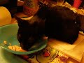 lola eten bijna op.MOV