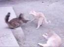 SL8TR CAT STRUT SL8TR CAT STRUT