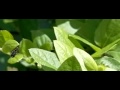Zweefvlieg stijgt op / Syrphidae takes off