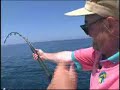 Thresher Shark On The Fishing Line Thresher Shark On The Fishing Line