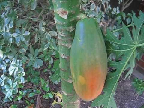 how to fertilize papaya tree