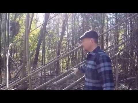 how to harvest bamboo