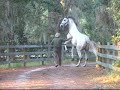 Horse Kicking