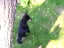 Yikes- Five Black Bear Cubs in New Jersey
