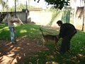 canilcaraibas.com