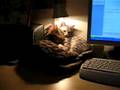 Charlie und Pauli