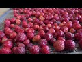 Сушка ягод - клубники и малины