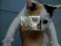Neuter & Spay Cats!