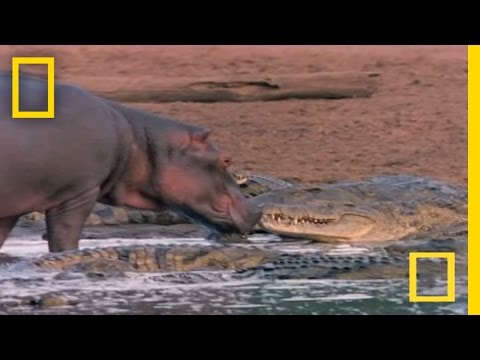 hippo