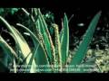 Lifestyles intra herbal juice a chinese herbal nutritional supplement