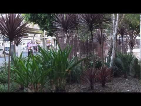 how to care for cordyline australis