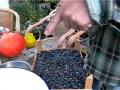 BLAUWE BESSEN BLUE BERRIES DE ZANDLOPER EASTERMAR LEICA DIGILUX 1/PAT ZIJLSTRA