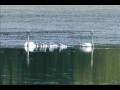 The Swan