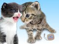 Kitties Singing Joy-Joy-Joy!