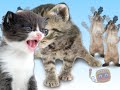 kitties singing joy joy joy!
