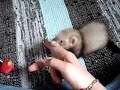 my baby ferret imora playing