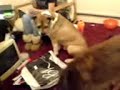 tyson and benji bein good for some choc treats lol