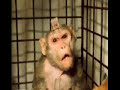 SKA-P, ANIMALES DE LABORATORIO