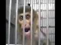 SKA-P, ANIMALES DE LABORATORIO