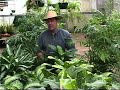 Low Light House Plants