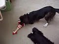 Gracie\