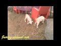 Cute little sheeps playing 