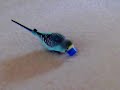 Spikey budgie doing the moonwalk Spikey budgie doing the moonwalk