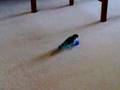 Spikey budgie doing the moonwalk