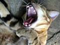 Tigra (The river of dreams - Billy Joel)