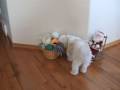 videos de Romo's Toy Box