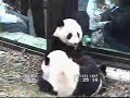 Tai Shan & Mei Xiang Eating \"Boo\"