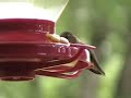 Humming Bird Frenzy Olympia WA