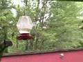 videos de Humming Bird Frenzy Olympia WA