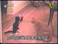 Ninja Cats Ninja Cats